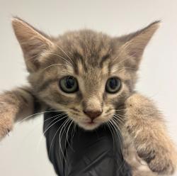 Shelter Stray Male Cat last seen Near Keeler Avenue, San Diego, CA, 92113, San Diego, CA 92110