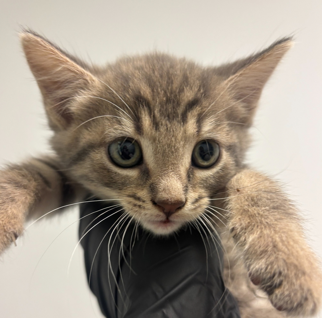 Shelter Stray Male Cat last seen Near Keeler Avenue, San Diego, CA, 92113, San Diego, CA 92110