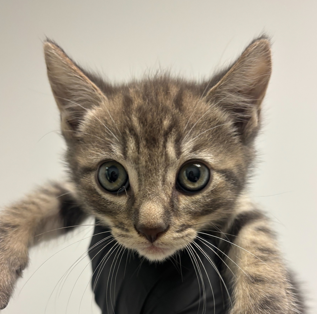 Shelter Stray Female Cat last seen Near Keeler Avenue, San Diego, CA, 92113, San Diego, CA 92110