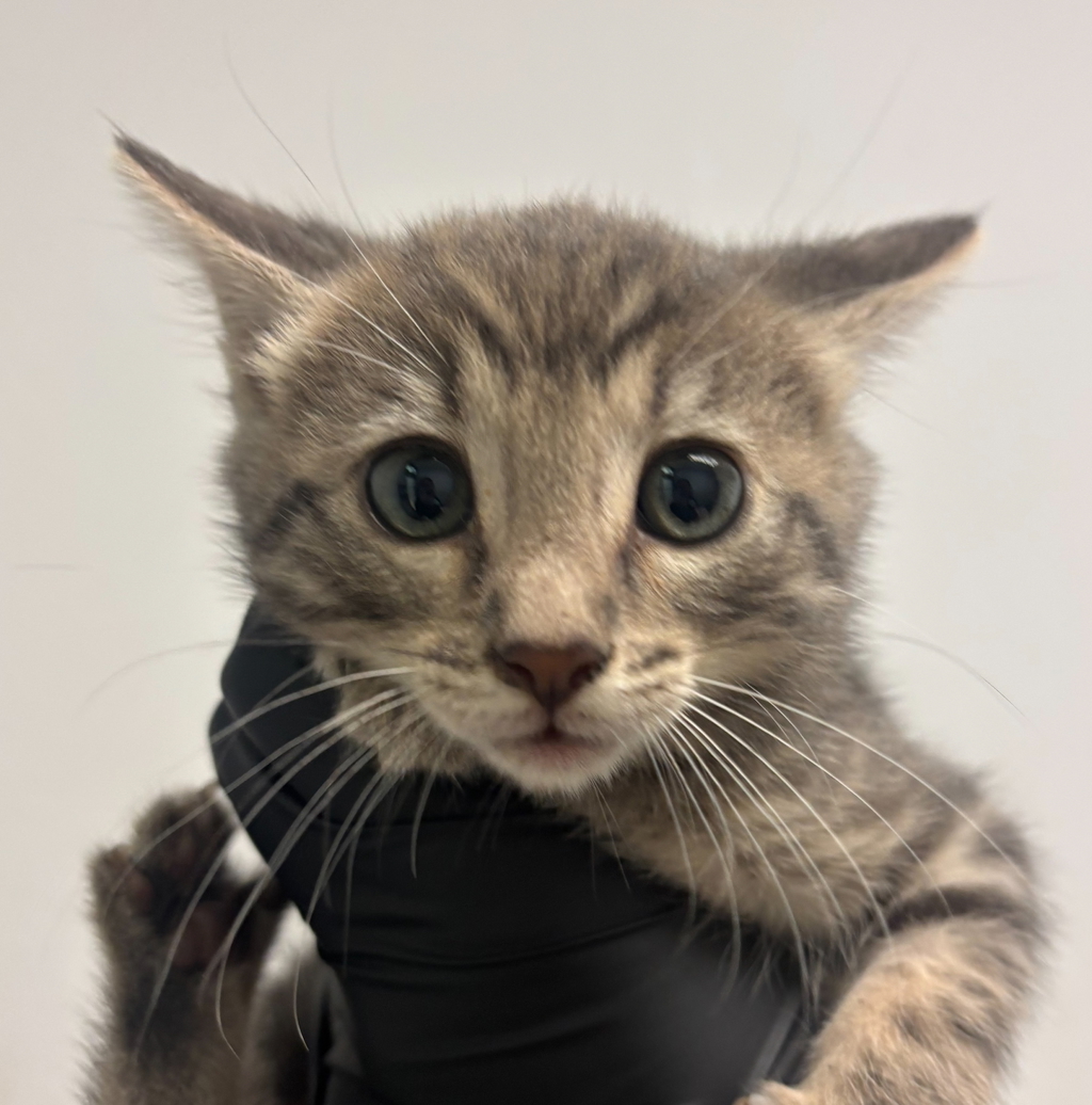 Shelter Stray Female Cat last seen Near Keeler Avenue, San Diego, CA, 92113, San Diego, CA 92110