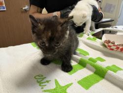 Shelter Stray Female Cat last seen Near San Luis Rey, Vista, CA, 92084, Oceanside, CA 92058