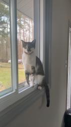 Reunited Male Cat last seen Infinity rd , Durham, NC 27712