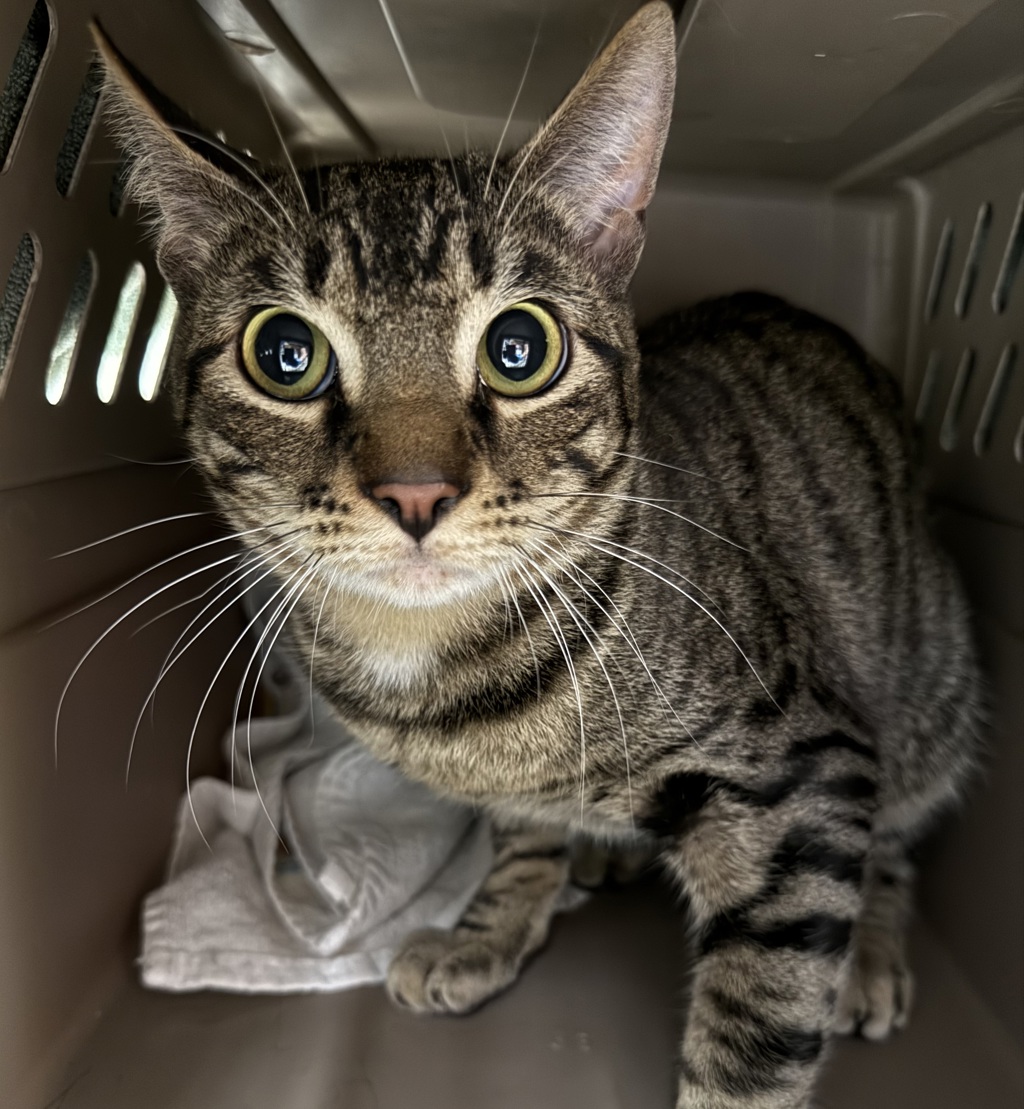 Shelter Stray Unknown Cat last seen OWNER SURRENDER, OR, Troutdale, OR 97060