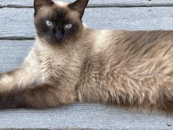 Reunited Male Cat last seen Benjamin Franklin High School, Baltimore, MD 21225