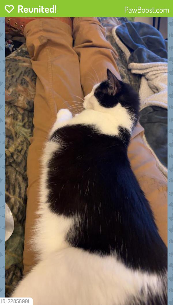 Reunited Female Cat last seen N Linwood ave, Appleton, WI 54914