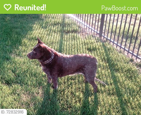 Reunited Male Dog last seen pungo ferry rd and princess ann, Virginia Beach, VA 23457