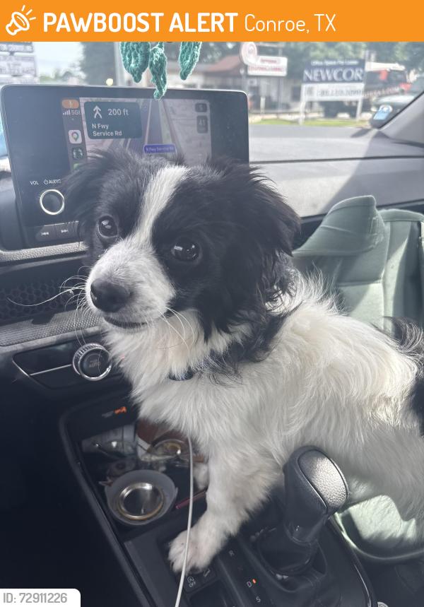 Found/Stray Male Dog last seen On Mill Rd, Conroe, TX 77301