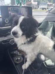 Found/Stray Male Dog last seen On Mill Rd, Conroe, TX 77301