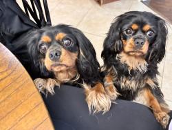 Reunited Female Dog last seen Lakes of Savannah and highway 6, Rosharon, TX 77583
