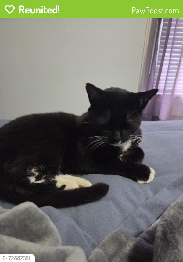 Reunited Female Cat last seen 55th & Glenwood Street , Mission, KS 66202
