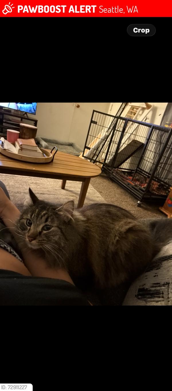Lost Male Cat last seen Mariion, Seattle, WA 98122