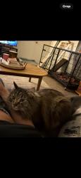 Lost Male Cat last seen Mariion, Seattle, WA 98122