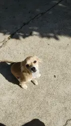 Lost Male Dog last seen 6th st Eagle st, Los Angeles, CA 90022