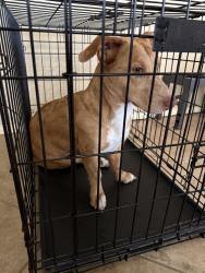 Found/Stray Female Dog last seen 1093/Canyon Fields/723, Westheimer Lakes, TX 77406