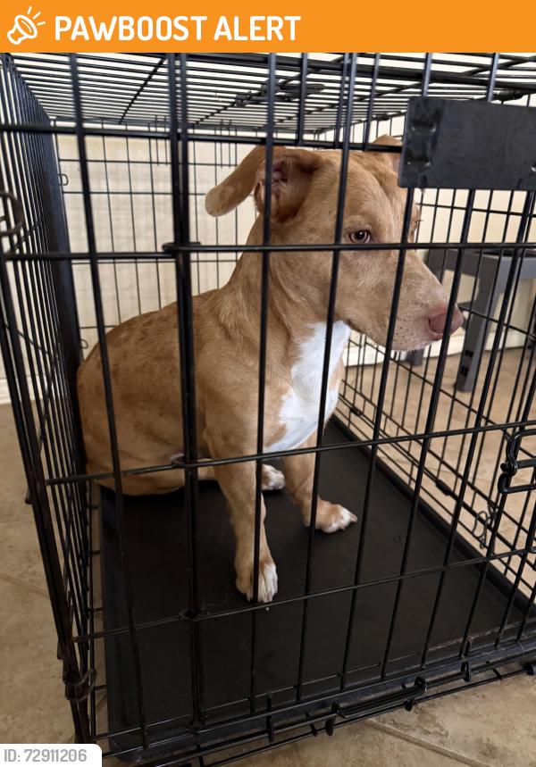 Found/Stray Female Dog last seen 1093/Canyon Fields/723, Westheimer Lakes, TX 77406