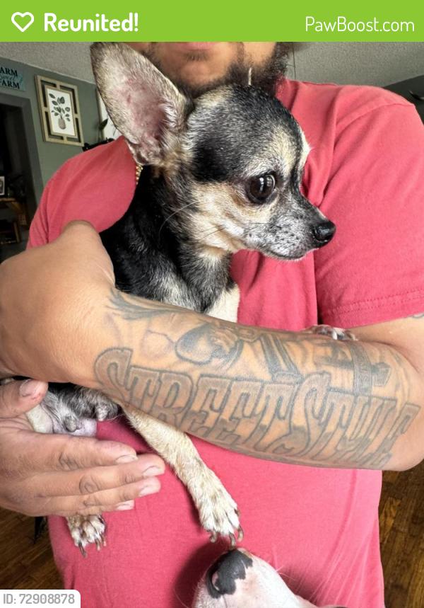 Reunited Female Dog last seen Burnett ferry, Rome, GA 30165