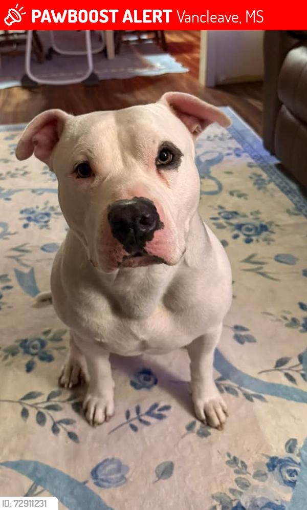 Lost Male Dog last seen Seaman rd , Vancleave, MS 39565