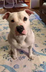 Lost Male Dog last seen Seaman rd , Vancleave, MS 39565