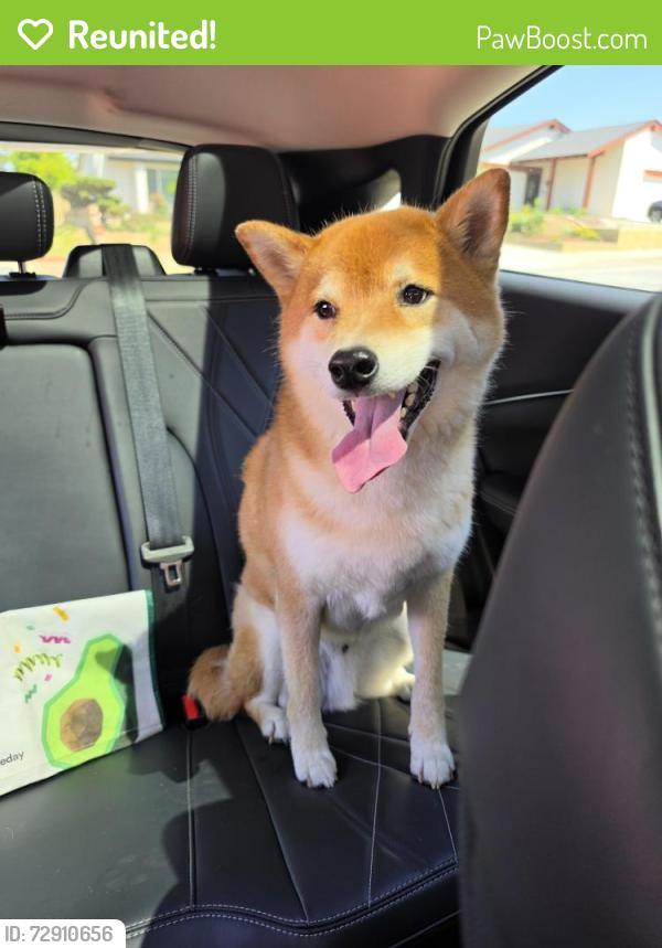 Reunited Male Dog last seen Pepper Brook Way and Turnpost, Hacienda Heights, CA 91745