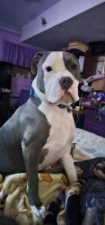 Lost Male Dog last seen Goodrich Middle School, Lincoln, NE 68521