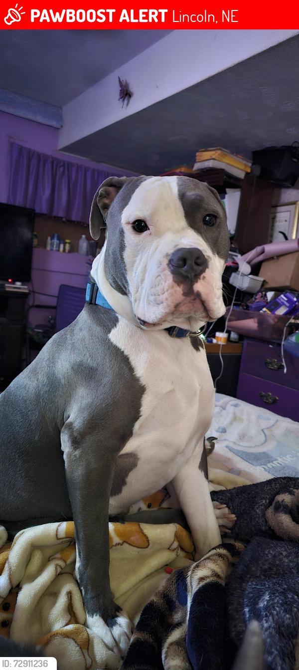 Lost Male Dog last seen Goodrich Middle School, Lincoln, NE 68521