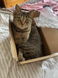 Reunited Female Cat last seen Near S Garth Ave, Los Angeles, CA 90034