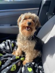 Reunited Male Dog last seen Atlantic Blvd and Riverside , Coral Springs, FL 33071