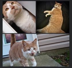 Lost Male Cat last seen Washington Loop, Fort Drum, NY 13603