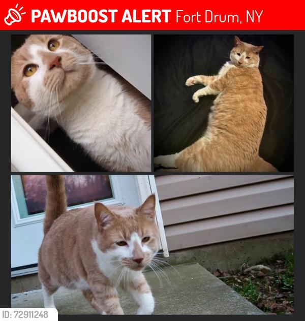 Lost Male Cat last seen Washington Loop, Fort Drum, NY 13603
