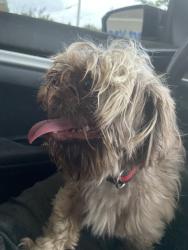 Reunited Male Dog last seen Welchlawn Cove, Memphis, TN 38134, USA, Memphis, TN 38134