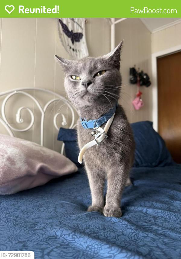 Reunited Female Cat last seen N Bromley Avenue, Scranton, PA 18504