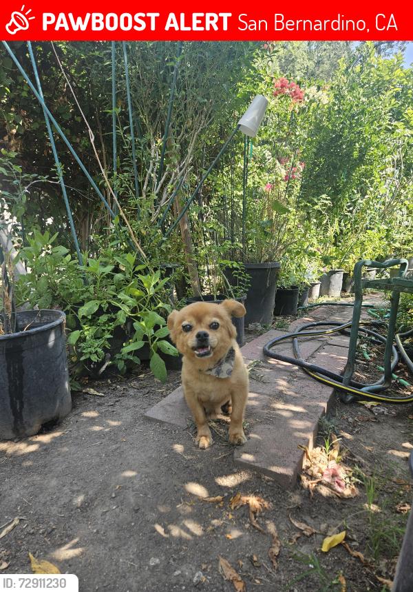 Lost Male Dog last seen kenwood ave, San Bernardino, CA 92404