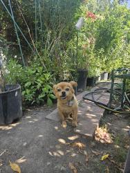 Lost Male Dog last seen kenwood ave, San Bernardino, CA 92404