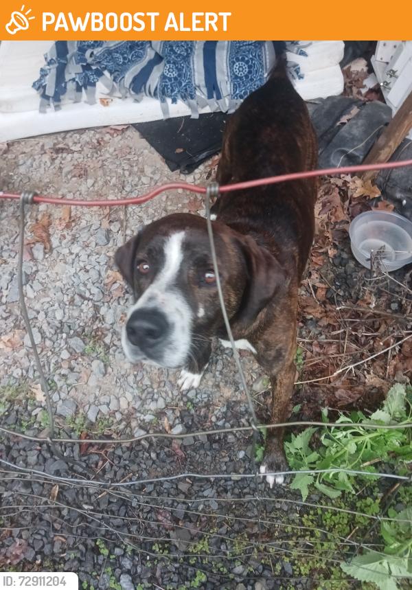 Found/Stray Male Dog last seen Ballangee RD., Summers County, WV 25951