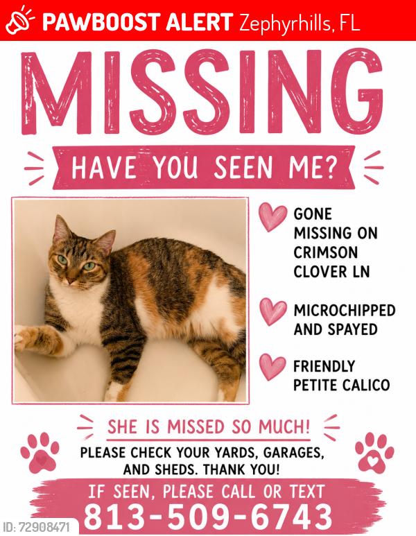 Lost Female Cat last seen Near crimson clover ln, Zephyrhills, FL 33543