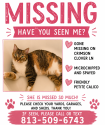 Lost Female Cat last seen Near crimson clover ln, Zephyrhills, FL 33543