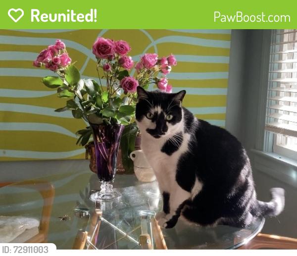 Reunited Male Cat last seen N.Elam Ave between battleground and markland dr, Greensboro, NC 27408