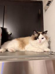 Reunited Female Cat last seen Elm Street, San Jose, 95126, San Jose, CA 95126
