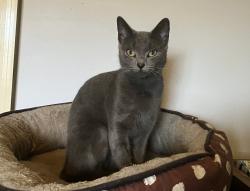 Lost Female Cat last seen Warden close, Bolwarra Heights, NSW 2320