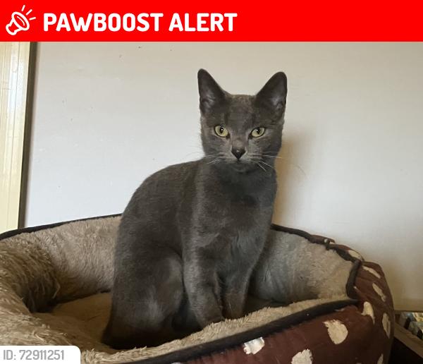 Lost Female Cat last seen Warden close, Bolwarra Heights, NSW 2320
