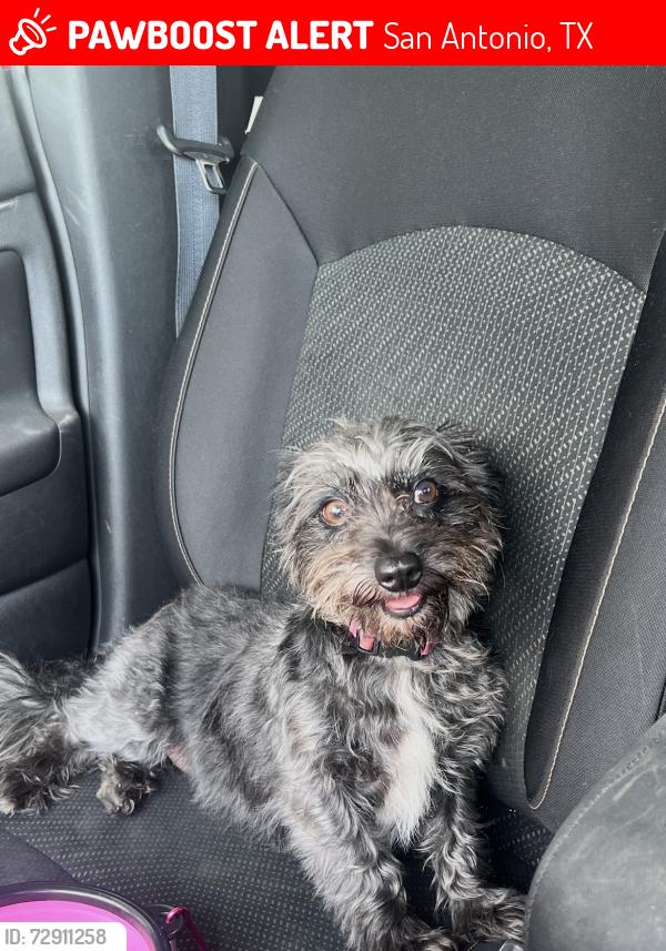 Lost Female Dog last seen QT on SW Military , San Antonio, TX 78221