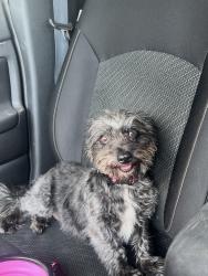 Lost Female Dog last seen QT on SW Military , San Antonio, TX 78221