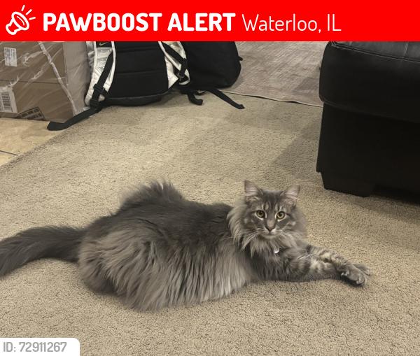 Lost Female Cat last seen Andy Road, Waterloo, IL 62298