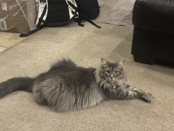 Lost Female Cat last seen Andy Road, Waterloo, IL 62298