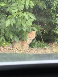 Found/Stray Unknown Cat last seen Pelham Park , Pelham, AL 35124