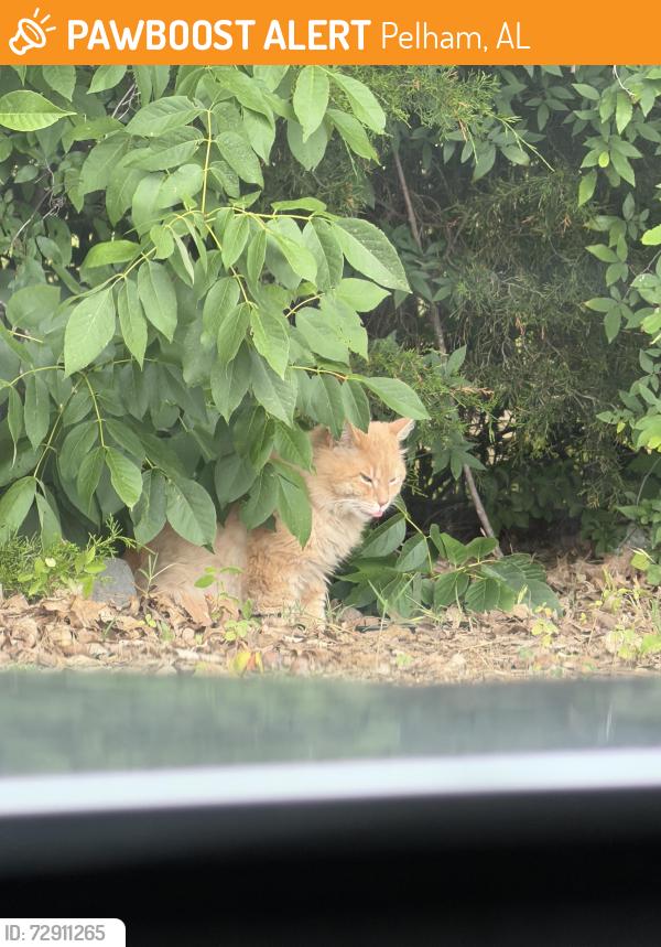 Found/Stray Unknown Cat last seen Pelham Park, Pelham, AL 35124
