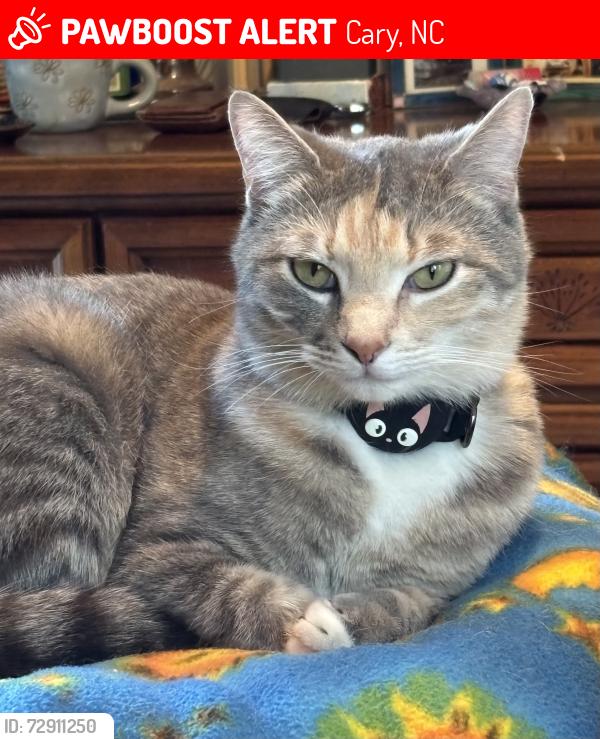 Lost Female Cat last seen Near Braintree Ct Cary, NC, Cary, NC 27513