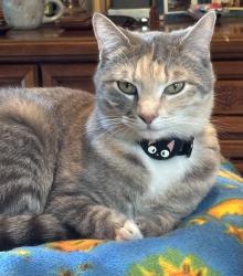 Lost Female Cat last seen Near Braintree Ct Cary, NC, Cary, NC 27513
