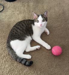 Reunited Female Cat last seen West Chester Pike, Upper Darby Township, PA 19082