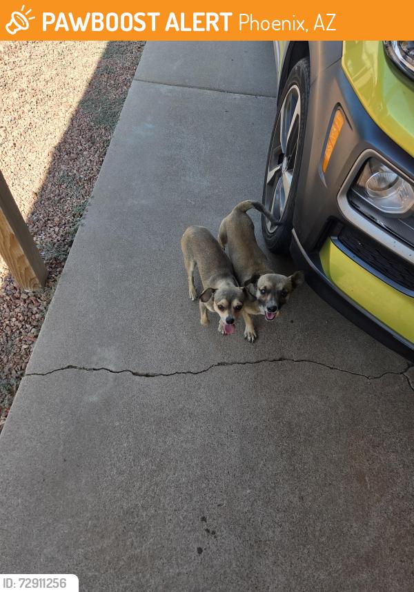 Found/Stray Male Dog last seen 63rd ave and Osborn ave , Phoenix, AZ 85033